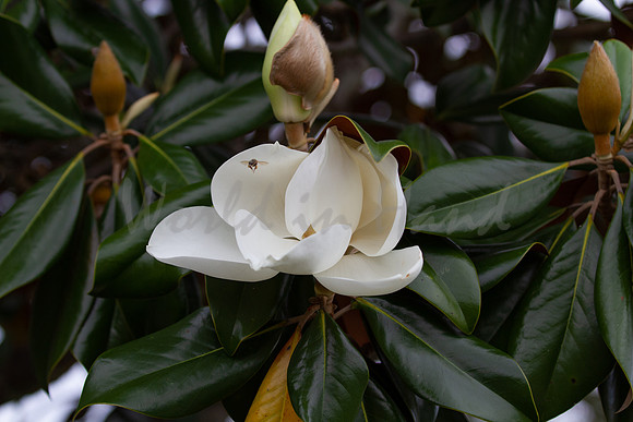 Magnolia
