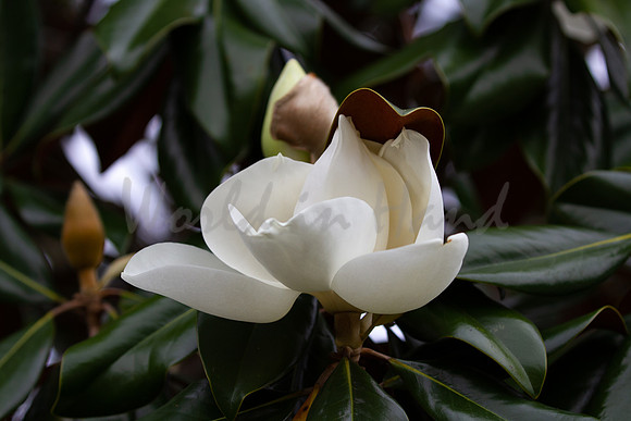 Magnolia