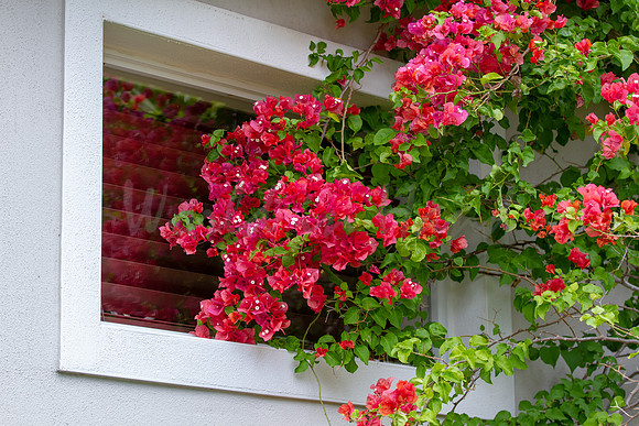 Bougainvillea