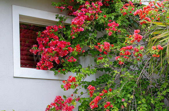 Bougainvillea