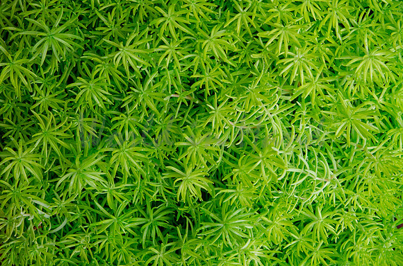 Greenery