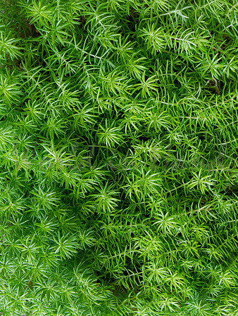 Greenery