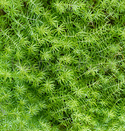Greenery