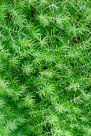 Greenery