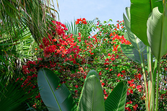 Breezy palm trees