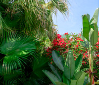 Breezy palm trees