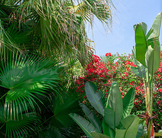 Breezy palm trees