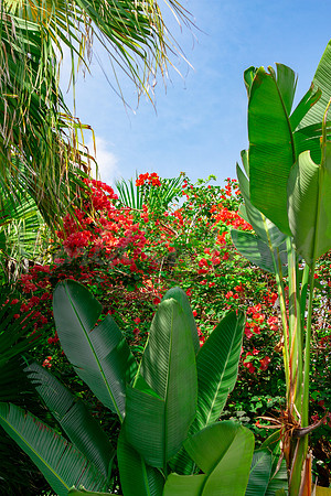 Breezy palm trees