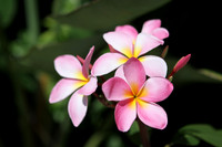 Pink Plumeria