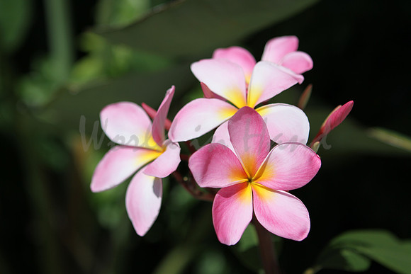 Pink Plumeria