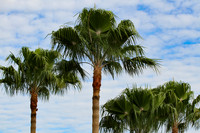 Tropical Theme