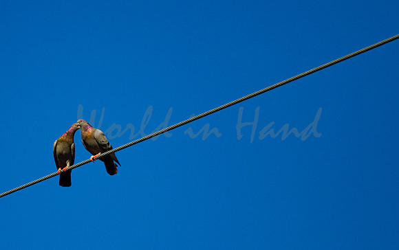 Love Birds on a Wire