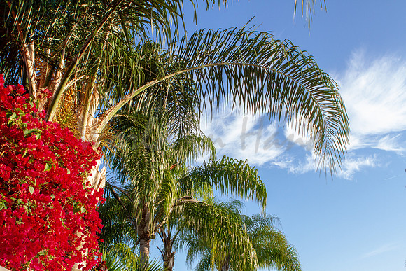 Palm trees