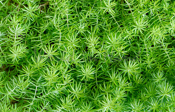 Flowers and Foliage