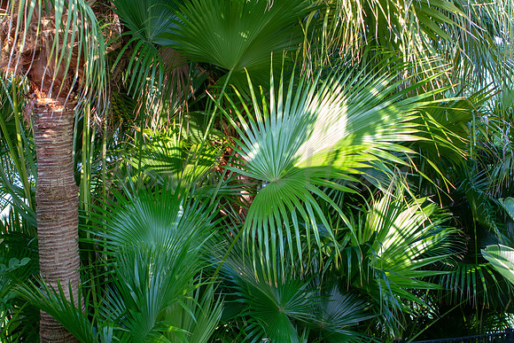 Palm trees