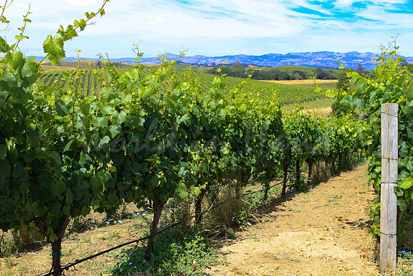 Vineyard Landscape
