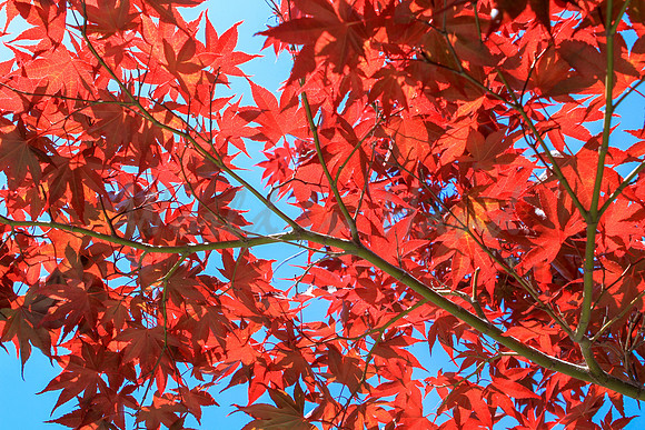 Japanese maple