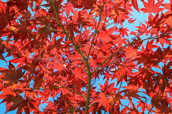 Japanese maple