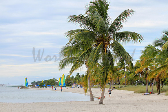 Palm trees