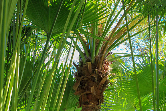 Palm trees