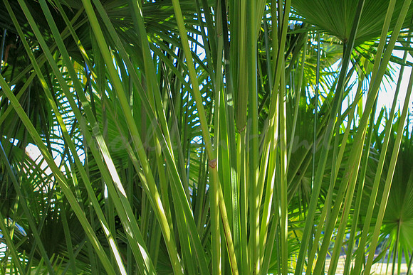 Palm trees