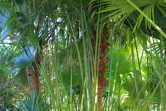 Palm trees