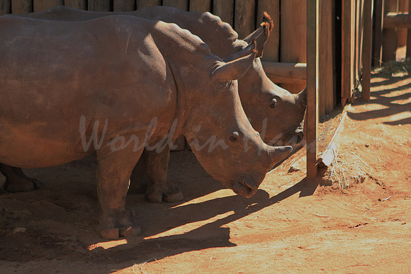 Rhinoceros