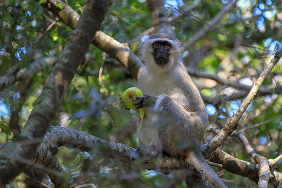 vervet monkey